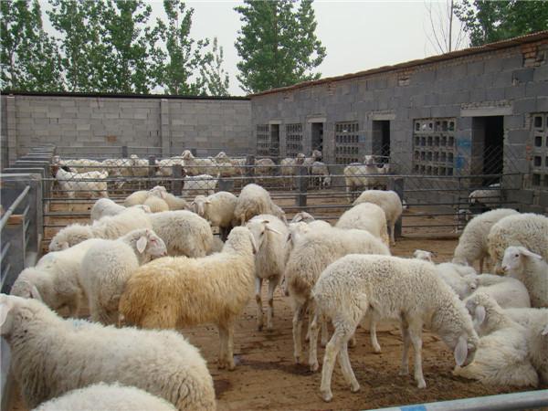 汪清县%小尾寒羊肉羊 肉驴养殖图片 养殖肉驴销路