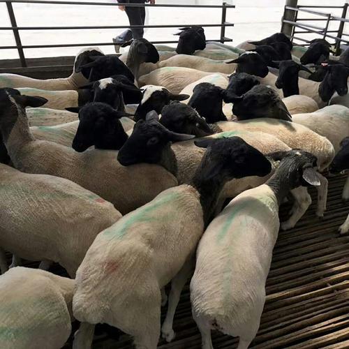 杜泊绵羊养殖场 杜泊绵羊羊羔养殖要点 杜泊羊养殖基地 现代 销售价格
