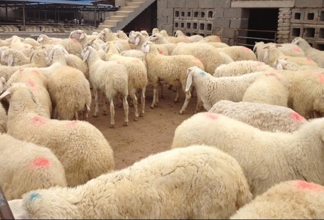 山东双利牧业大型肉羊种羊养殖场 供应万只山羊绵羊种羊苗科学养羊