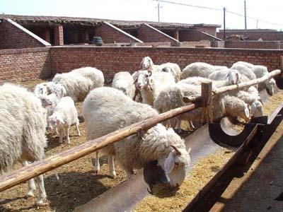 羊的养殖技术肉羊的养殖技术 - bmyangzhen - bmyangzhen的博客