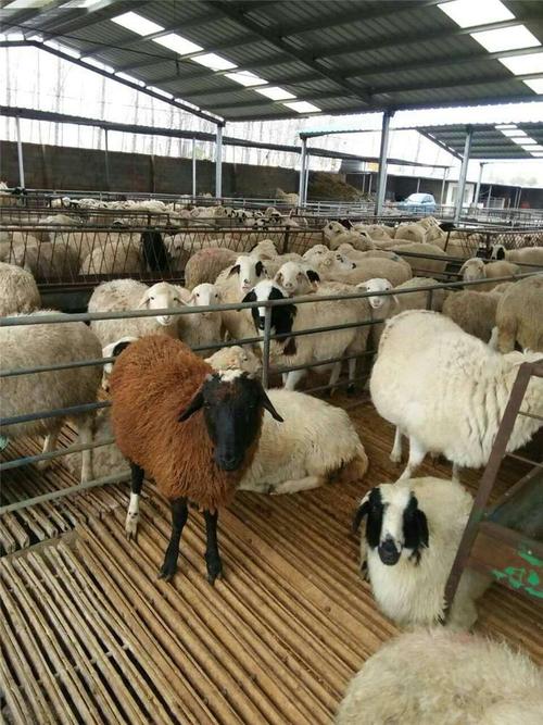 一只羊保险多少 肉羊养殖保险