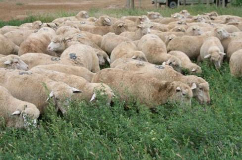 巴美肉羊的养殖管理技术要点