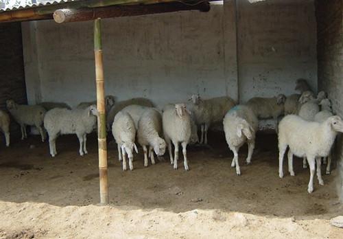 影响肉羊养殖效益的因素分析